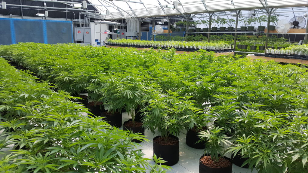Orange County decides to allow medical marijuana dispensaries