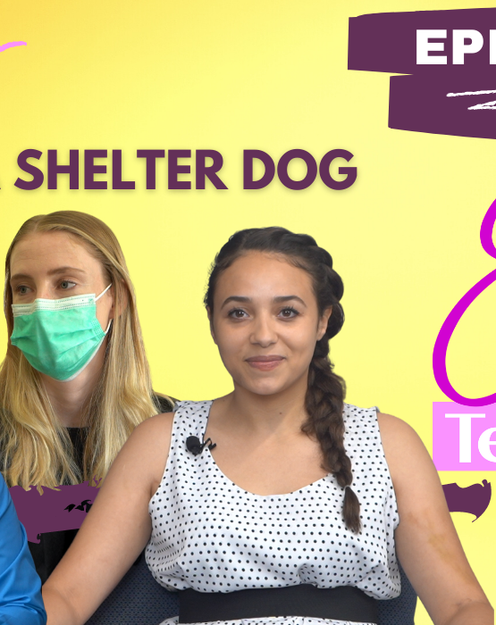 guests for the 19th Adopt a Shelter Dog Awareness episode