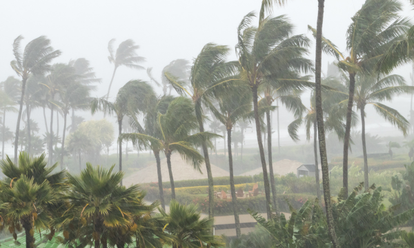The strong winds of a hurricane are causing tall palm trees to sway and bend towards the right.