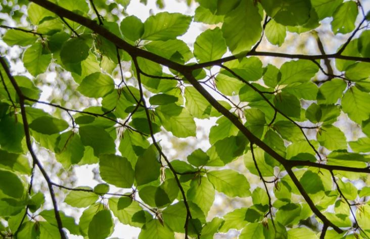 image of tree branch with leaves