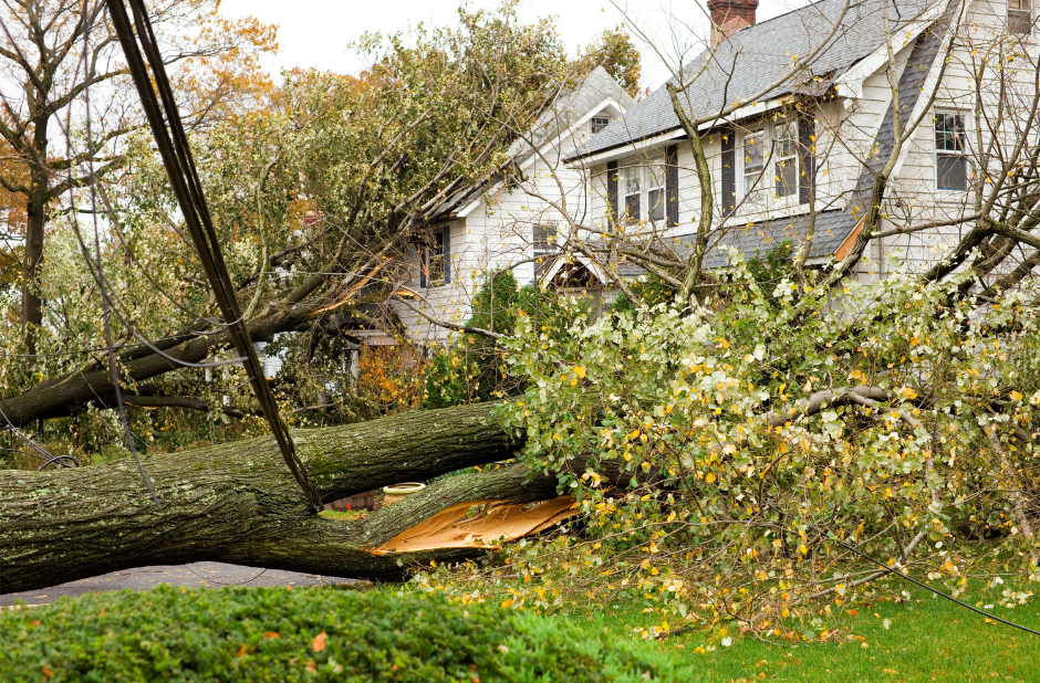 Large trees damage two homes during a hurricane.