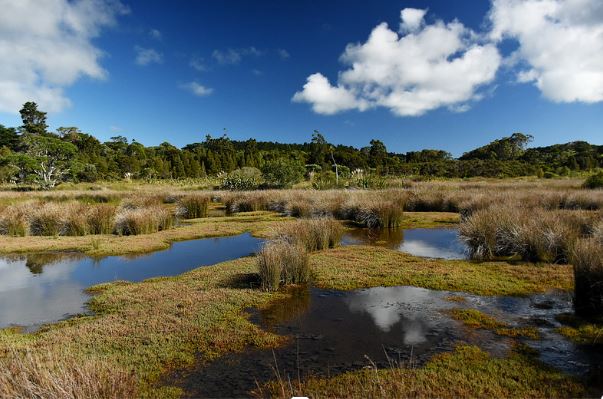 Picture of wetlands