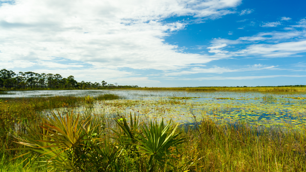 Photo of Florida Wetlands