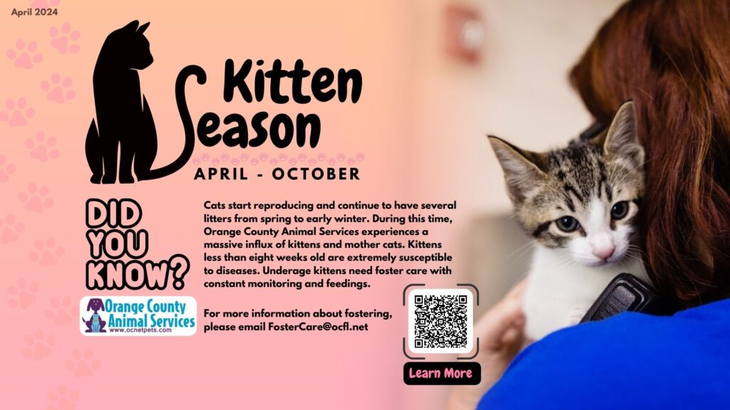 This image is the flyer for Orange County Animal Service's "Kitten Season". It shows a person holding a small kitten with a QR code linked to the website